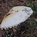Schwammerl im Pinienwald 
