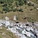 Les yaks paissent au bord du Bietschbach