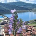 Blümchen mit Aussicht 