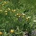 Fleurs alpines dans la montée au col de Barberine