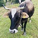 tierisch schöner Abschluss