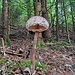 Noch'n Pilz!