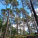 Und was für ein schöner Wald.