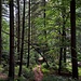 Der Wanderweg schlängelt sich hier durch eine wunderbare Felsenlandschaft hinunter ins Finstertal.
