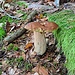 Pilz!