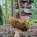 Am Schweinspießfels.