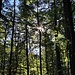 Her(r)(bst)licher Wald.