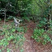 Gleich nach dem letzten Haus biegt ein unscheinbarer Pfad in den Wald hinauf...