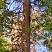 Und noch mehr Eichhörnchen, die sich allerdings nicht so grün waren. Sie stritten sich, jagten sich kreuz und quer durchs Geäst und gaben dabei die lustigsten Laute von sich. Mein Höhepunkt an diesem Tag!