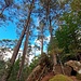Felsen im Wald.