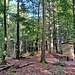 Oben auf dem nächsten Gipfelplateau befindet sich der Trekkingplatz Hauenstein.