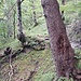 Auf dem alten Bergpfad nach Guscha, der unterhalb des Fahrweges veräuft. Markiert und aktuell kartiert ist er nicht (mehr), aber 2x kann man den Fahrweg an 2 Rechtskehren nach links verlassen.