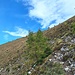 Ziel in Sicht. Auf dem Weg zum Gipfel folgte ich weiter unten einer Art Trampelpfad, welcher sich aber im steilen Gelände verlief. Swisstopo zeigte mir, dass ich ein Stück unterhalb des Wanderweges war. 