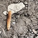 eine weitere spezielle Raupe (eines Nachtfalters)
