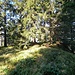 Bewaldeter Schorhüttenberg