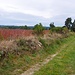 auf dem Weg nach Bellevue-la-Montagne