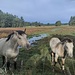 am Jakobsweg bei Mondoulioux