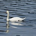 Cignus olor Gmelin
Anatidae

Cigno reale
Cygne tuberculé
Höckerschwan