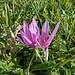 Herbst Krokusse blühen am Fähnerenspitz