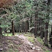 Abstieg durch den Wald zum Resspass