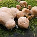evt. komische Baumstamm Pilze?