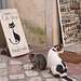 Der Souvenirshop hat sich auf alles rund um Katzen spezialisiert, passende Werbung machen diese beiden netten Viecherl. 