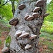 Besiedlung einer Buche mit Fomitopsis pinicola.