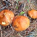 Eine Gruppe Suillus grevillei (Gold- oder Lärchenröhrling).
