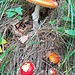 Eine Gruppe Amanita muscaria.