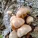 Oudemansiella mucida (Buchen-Schleimrübling).