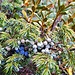 Juniperus mit Beeren in verschiedenen Reifestadien.