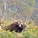 Kühe im Wald