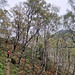 dann geht es durch einen lichten Birkenwald