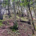 Anstieg zur Ruine Schauenburg