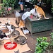 Fütterung der Raubtiere <br /><br />Im Ernst: die vielen frei herum streundenden Katzen sind bestimmt ein Problem, da aber genügend Touris Spenden für das Futter leisten, können sie halbwegs versorgt werden, dazu können sie in den grünen Boxen einigermaßen trocken schlafen