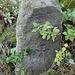 Mordstein, Rückseite