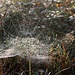 Taufeuchtes Spinnennetz