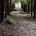 Parallelschneise