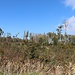 Waldreste, dies ist das aktuell bestimmende Bild vieler Höhenzüge der Oberlausitz.