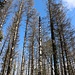 Stehendes Totholz<br />Normalerweise müssten hier Tag und Nacht die Maschinen arbeiten, das sollte so schnell wie es geht raus aus dem Wald. Vermutlich hat auch die Eigentümerstruktur (Privatwald) einen Einfluss darauf, dass dies eben nicht passiert.
