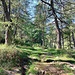 Il percorso sale a tratti ripido nel bosco