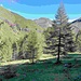 Attraversando qualche veccia radura