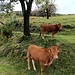 Mucche dell'Alpe Torona