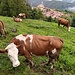 Pascolo su Coiromonte