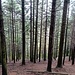 Bosco di conifere