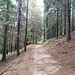 Sterrata nel bosco