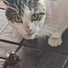 Eine Katze hat ja bekanntlich neun Leben - ich weiß ja nicht, wie es bei einem Frosch ausschaut, er haucht jedenfalls grad sein letztes aus... ...daran ändert auch der schuldbewusste Blick nichts!
