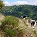 Beim Abstieg nach Ferrières (wir, die Rinder haben wir hinter dem Gatter gelassen)
