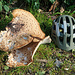 Deformierter Pilz, mit Größenvergleich