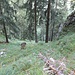 Aufstiegsflanke der Pfad-/Steigspur vom Klettergarten Schaffelberg im Rückblick<br />Man beachte die Steilheit der Geländeflanke<br />Archivbild von der Tour Latschenköpfel (23.08.2024)